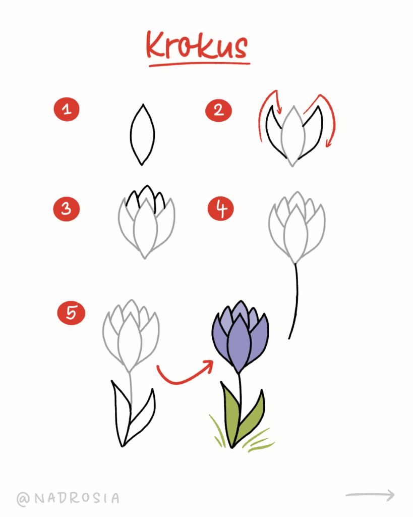 Schrittweise Zeichnung einer Krokusblume mit Blättern als einfaches Frühlingssymbol.