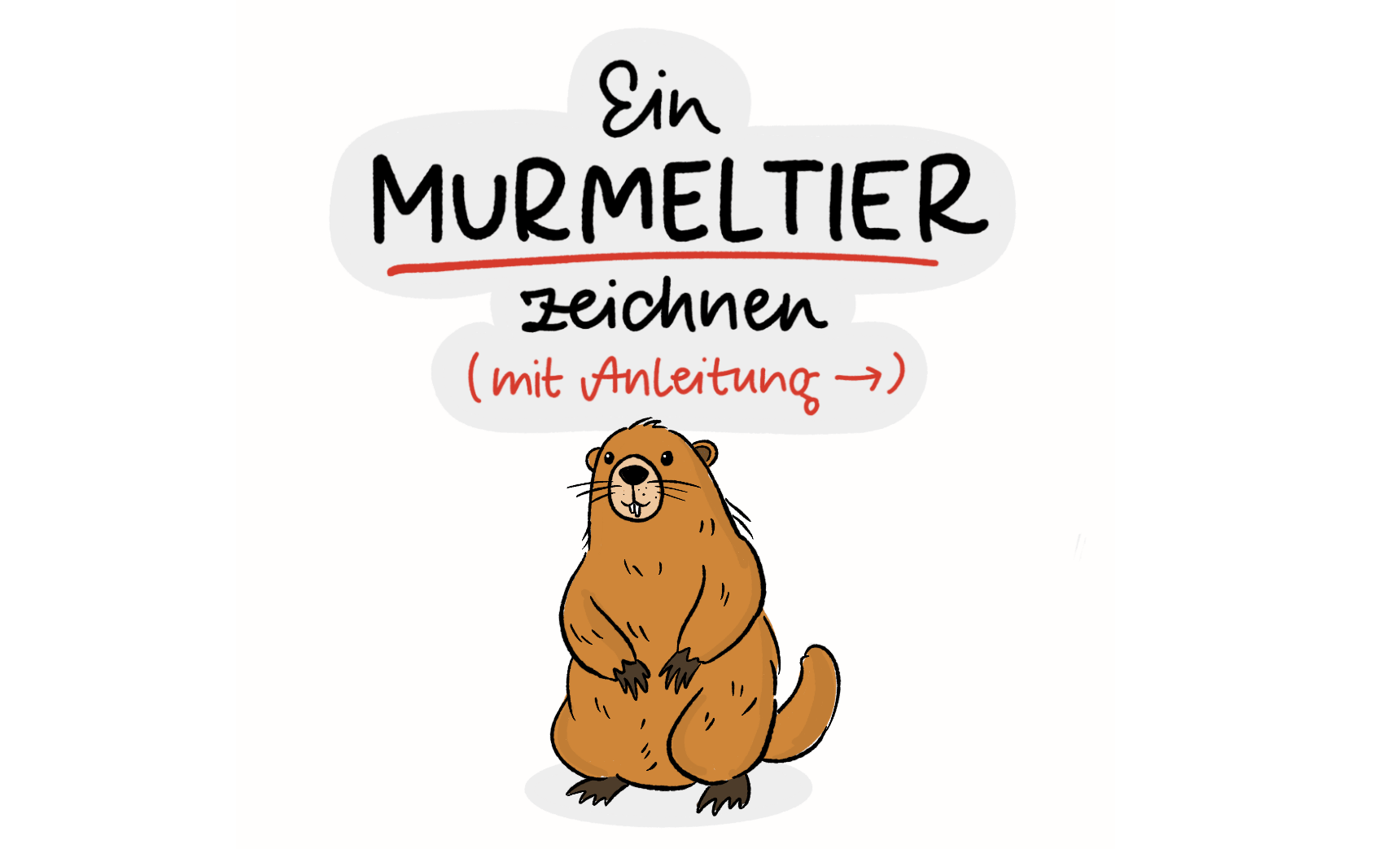 Zeichenanleitung für ein Murmeltier in neun Schritten: Von der einfachen Grundform über Gesicht, Ohren, Pfoten und Schwanz bis zum fertig ausgemalten Murmeltier.“